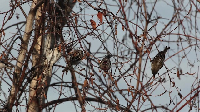 Redpoll (Common) - ML465785