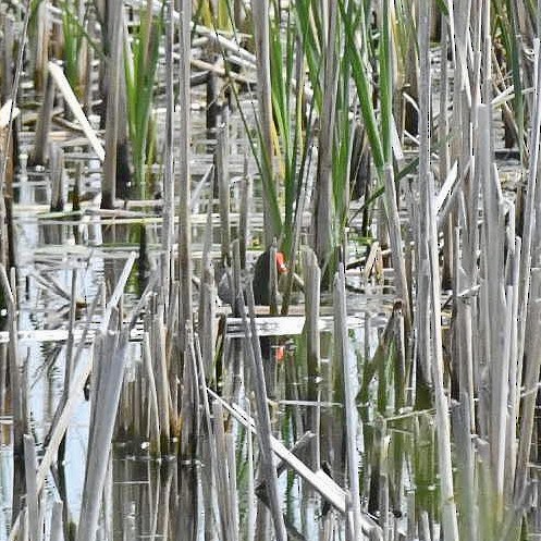 Common Gallinule - ML465785531