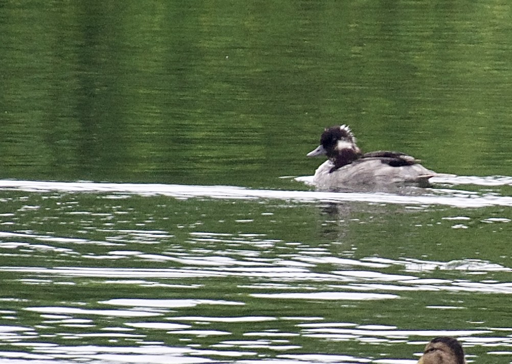 Bufflehead - ML465785731