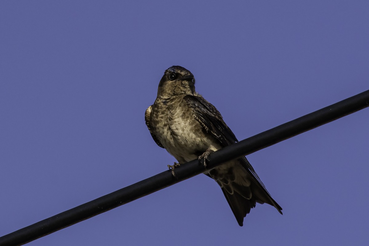 Purple Martin - ML465785741