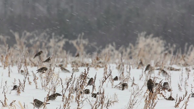 Redpoll (Common) - ML465786