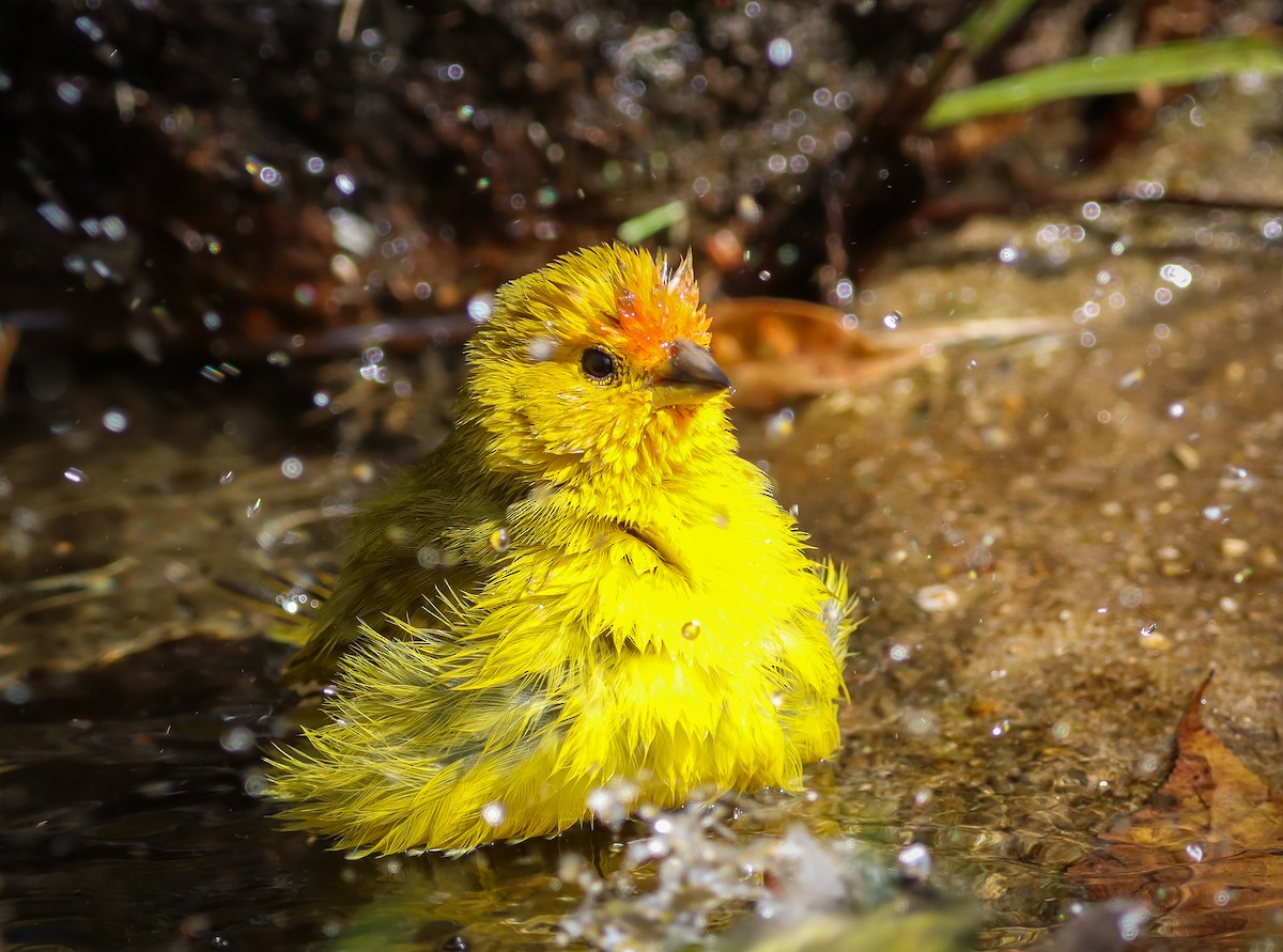 Saffron Finch - ML465786371