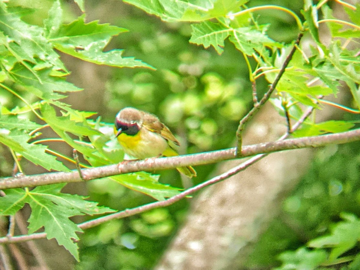 Common Yellowthroat - ML465786681