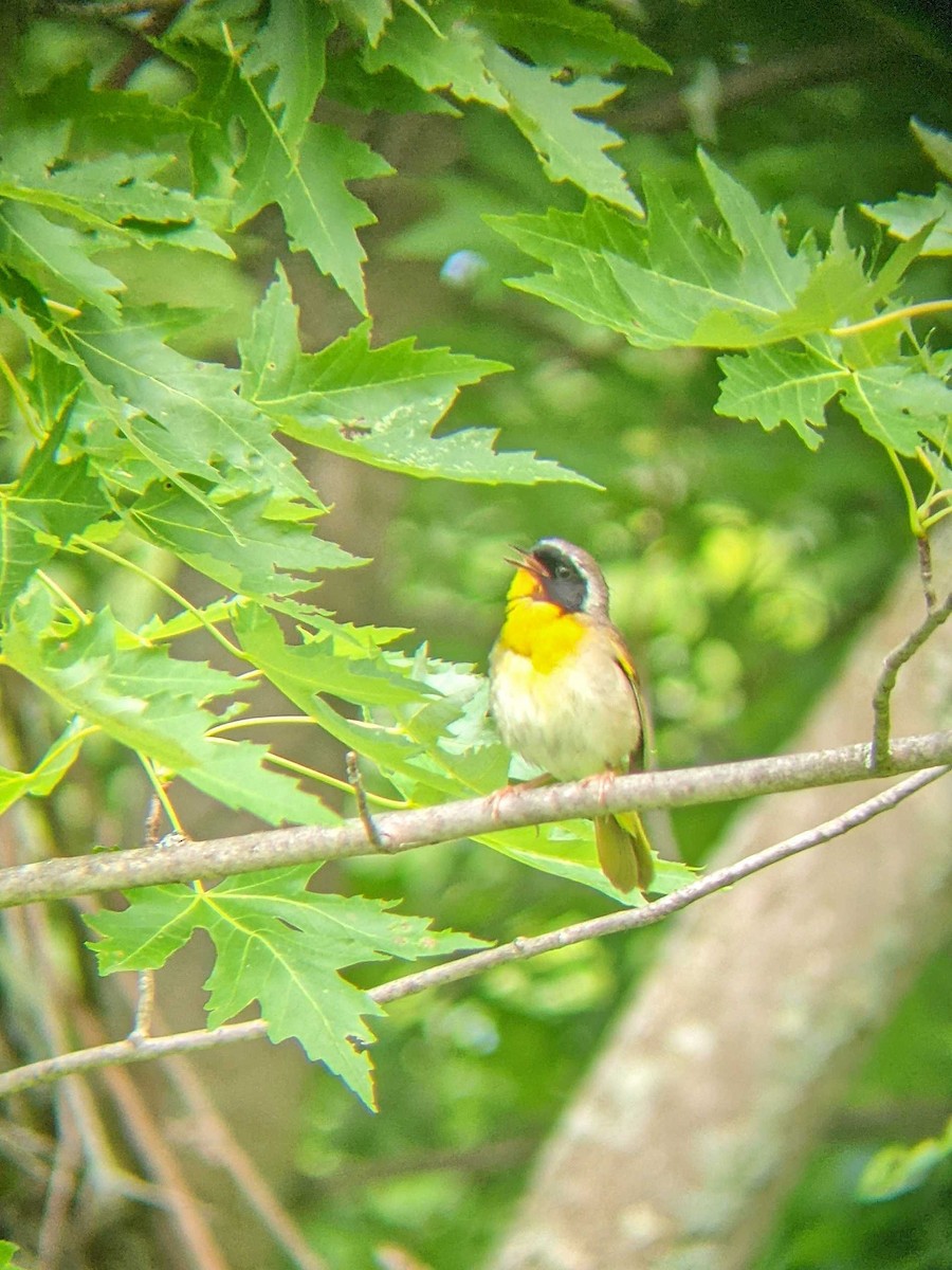 Common Yellowthroat - ML465786711