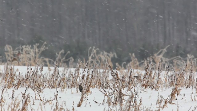 Redpoll (Common) - ML465787