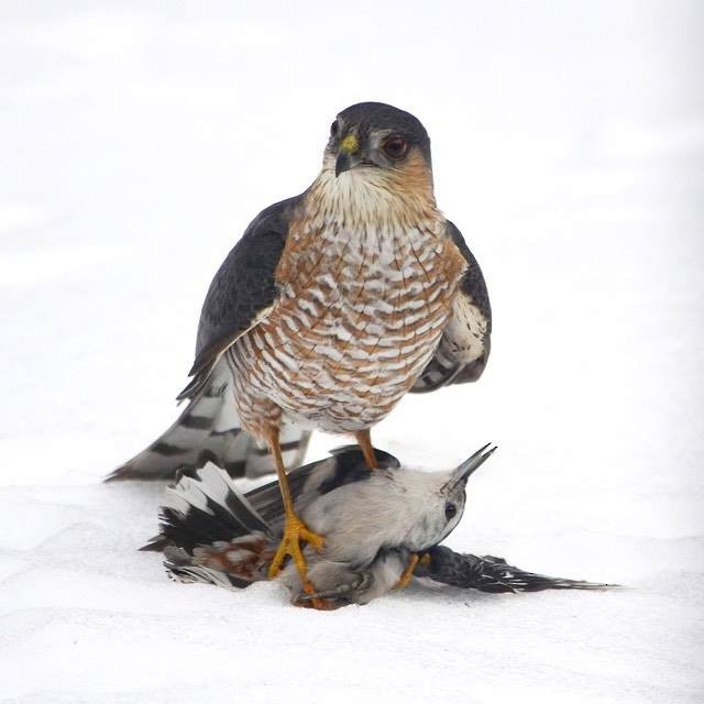 Sharp-shinned Hawk - ML46578761