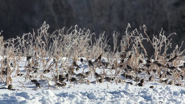 Redpoll (Common) - ML465788