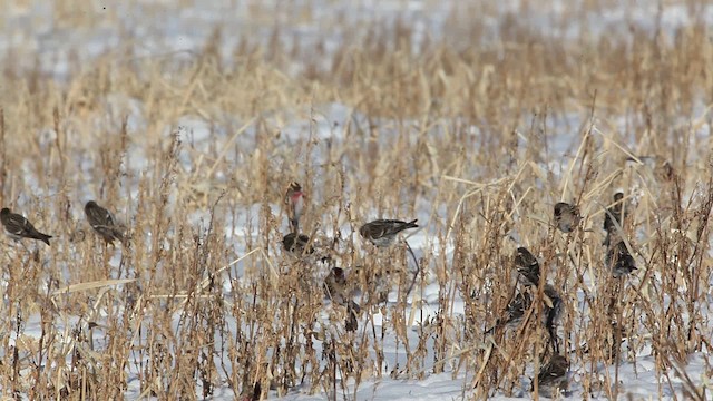 Redpoll (Common) - ML465789