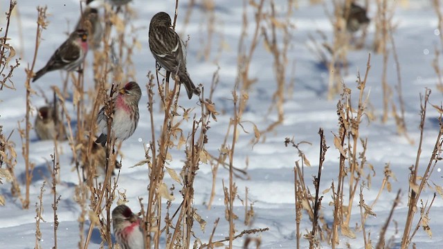 Redpoll (Common) - ML465790