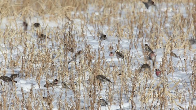 Redpoll (Common) - ML465791