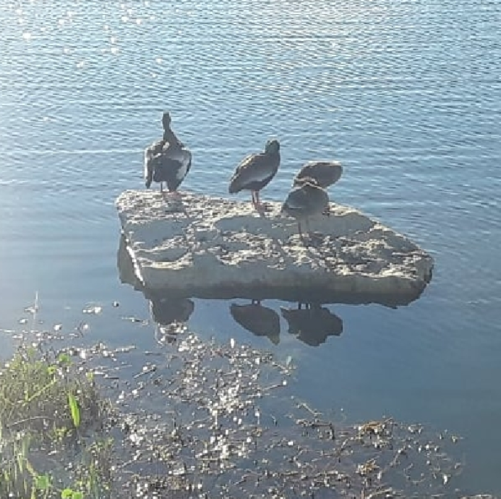 Black-bellied Whistling-Duck - Texas Bird Family