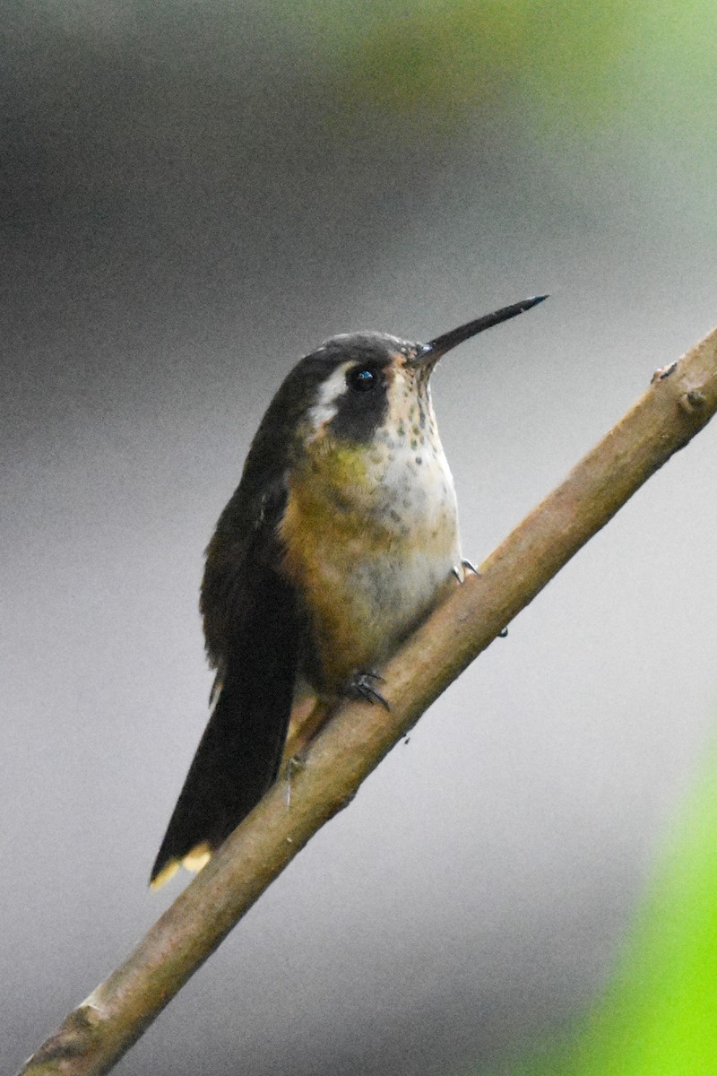 Speckled Hummingbird - ML465791251