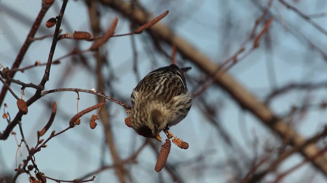 Redpoll (Common) - ML465792