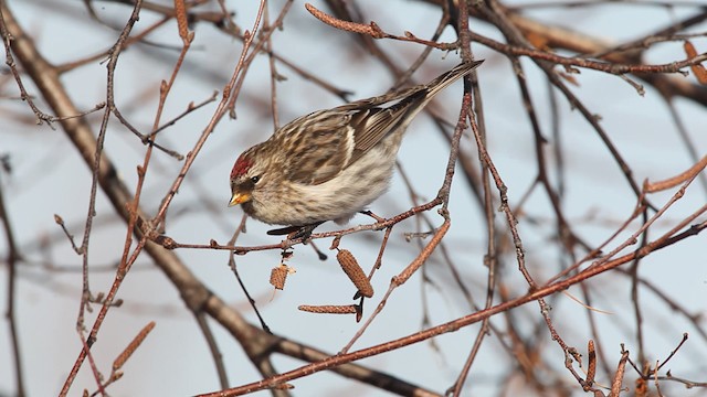 Redpoll (Common) - ML465793