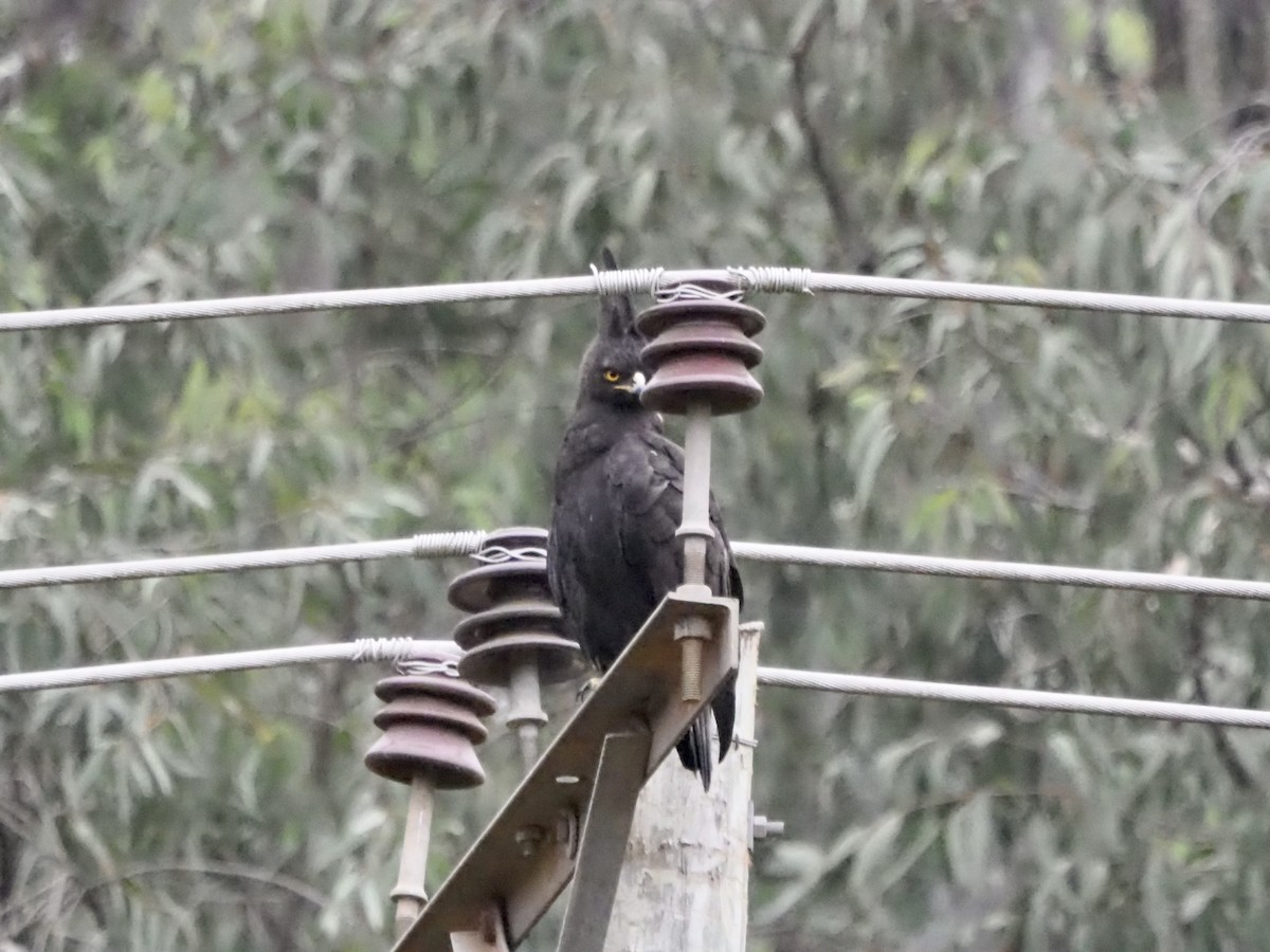 Long-crested Eagle - ML465793361