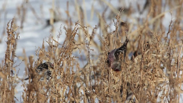 Redpoll (Common) - ML465794