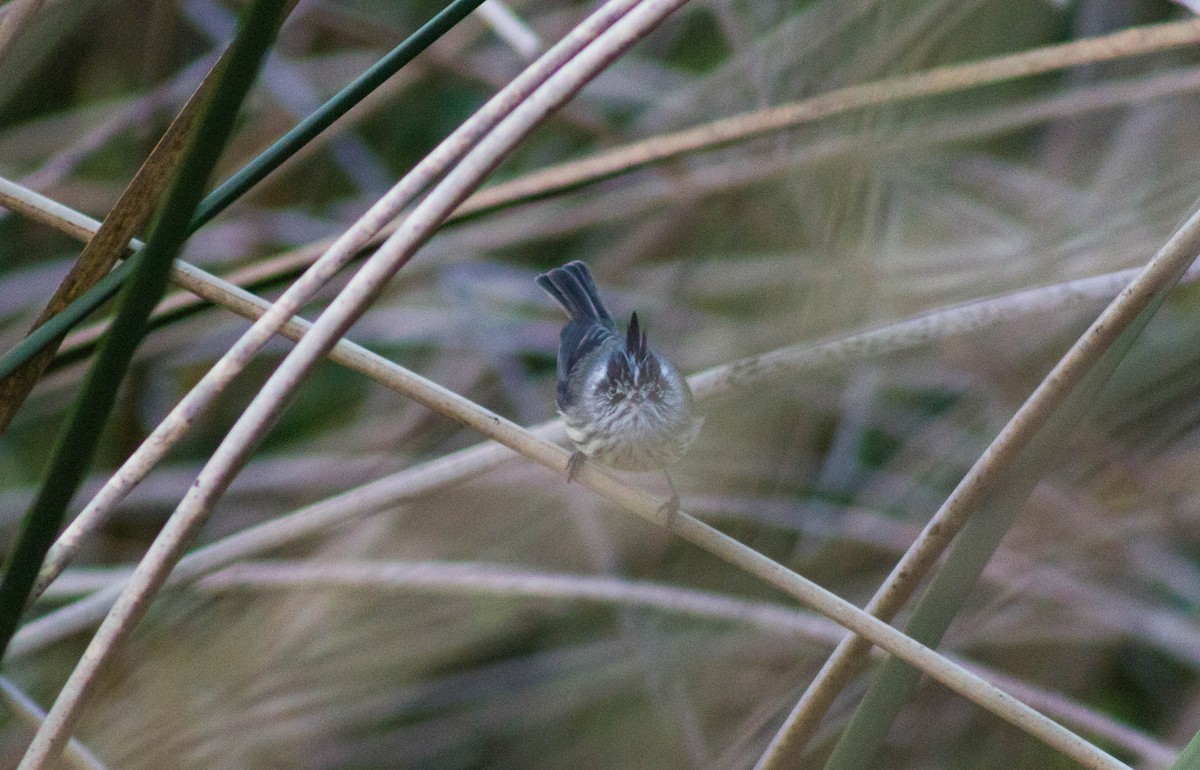 Tufted Tit-Tyrant - ML465794841