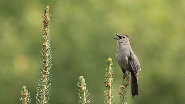 ימימן אמריקני - ML465795