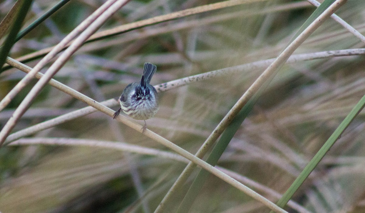 Tufted Tit-Tyrant - ML465795081