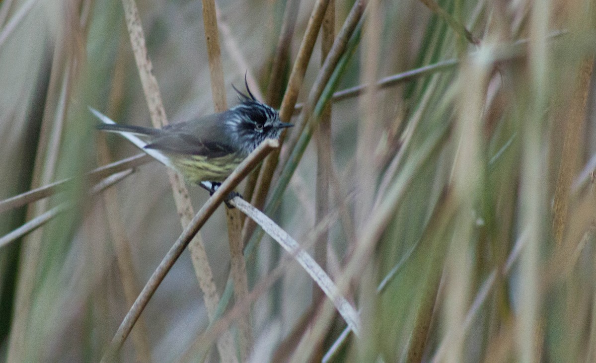 Tufted Tit-Tyrant - ML465795401