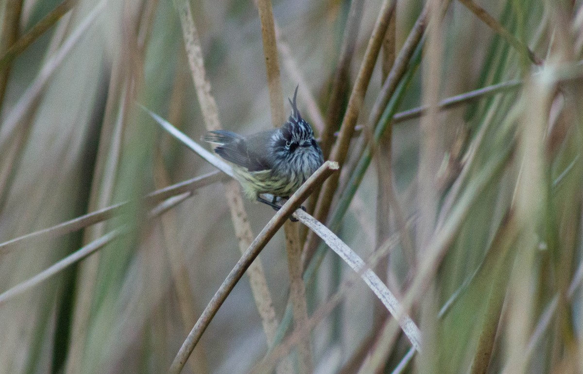 Tufted Tit-Tyrant - ML465795531