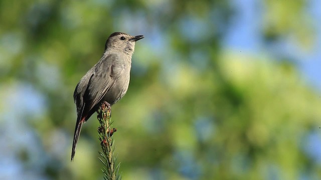 Кошачий пересмешник - ML465796