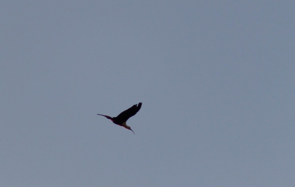 Black-faced Ibis - ML465796441