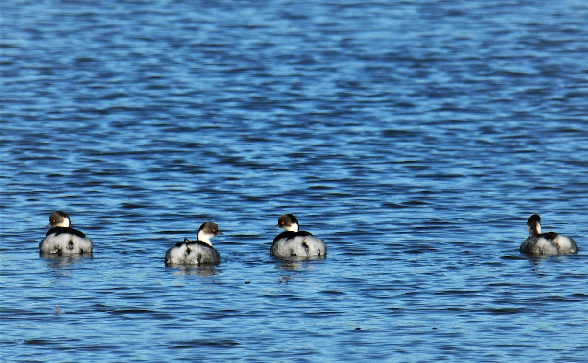 Silvery Grebe - ML465798101