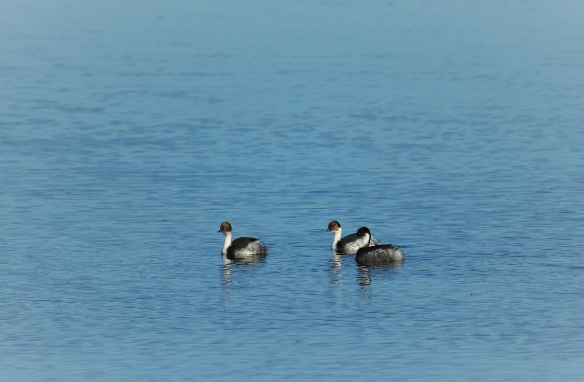 Silvery Grebe - ML465798111