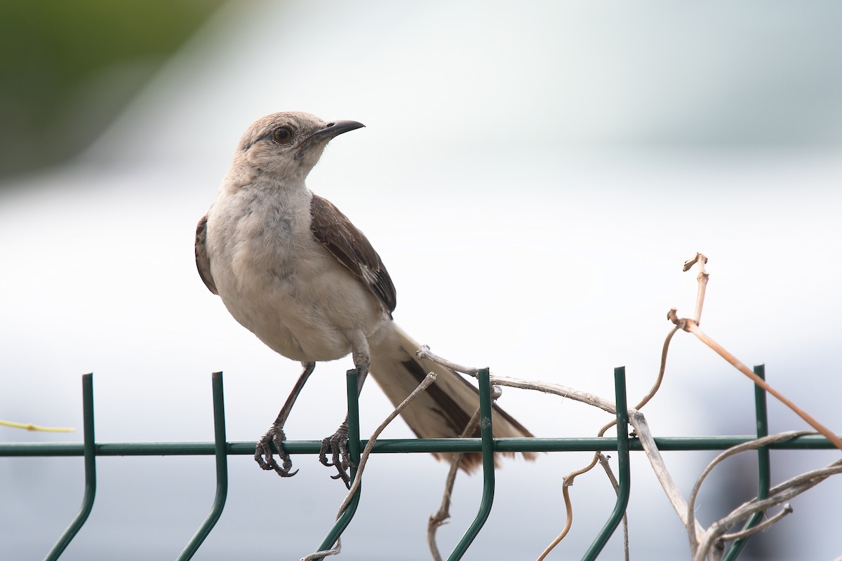 Northern Mockingbird - ML465798801