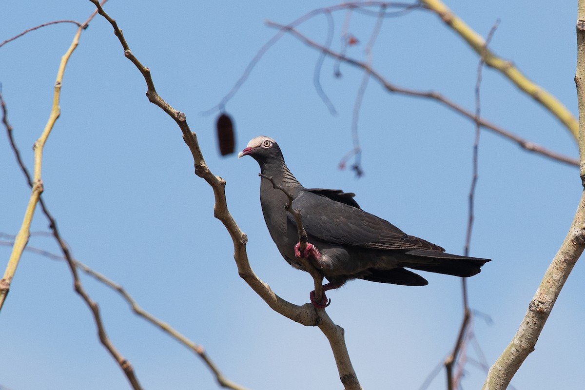 White-crowned Pigeon - ML465798881