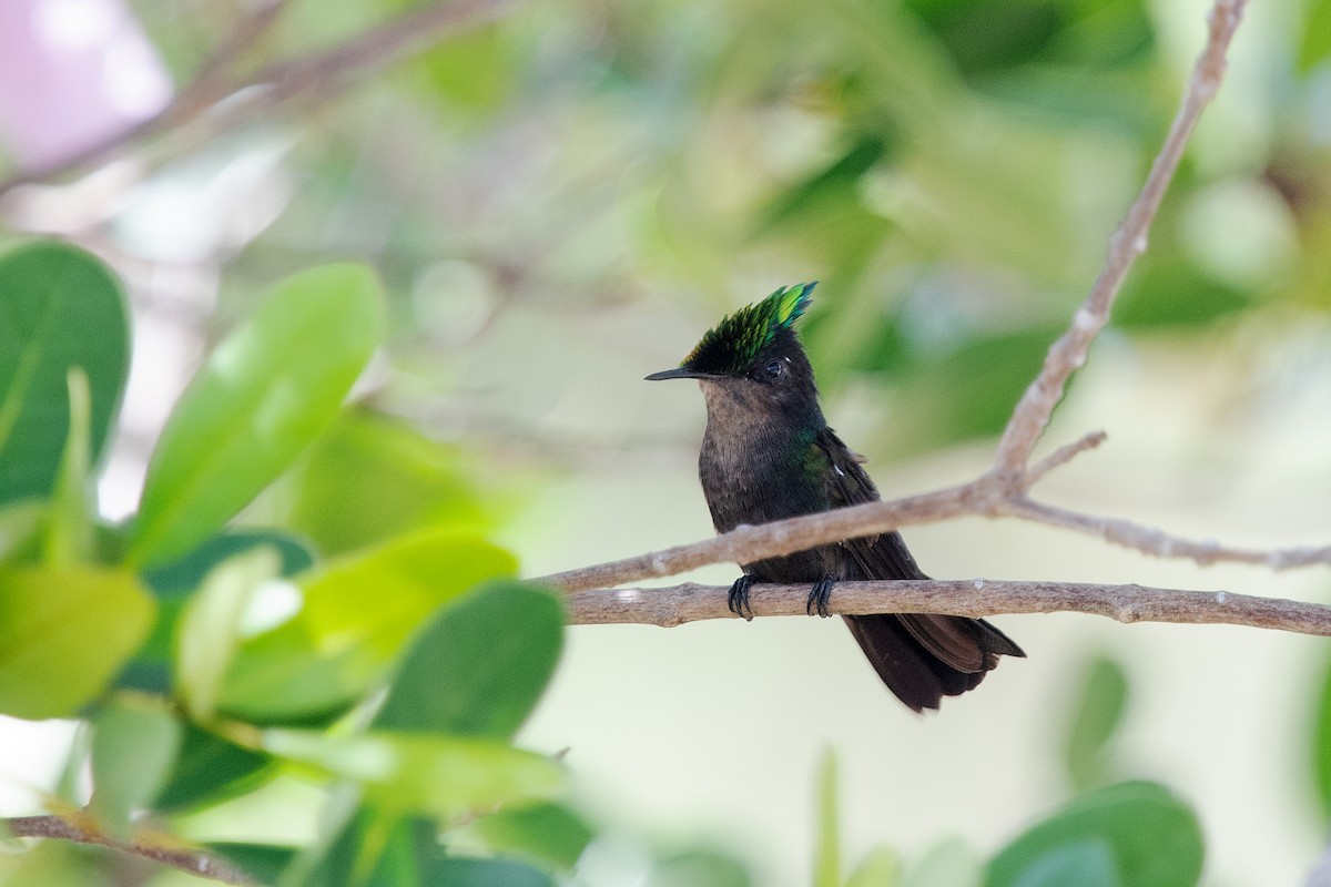 Antillean Crested Hummingbird - ML465799081