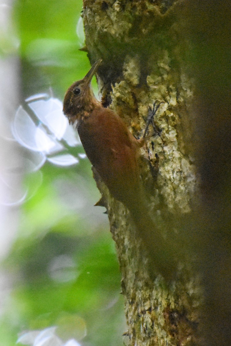 Long-tailed Woodcreeper (Southern) - ML465799091