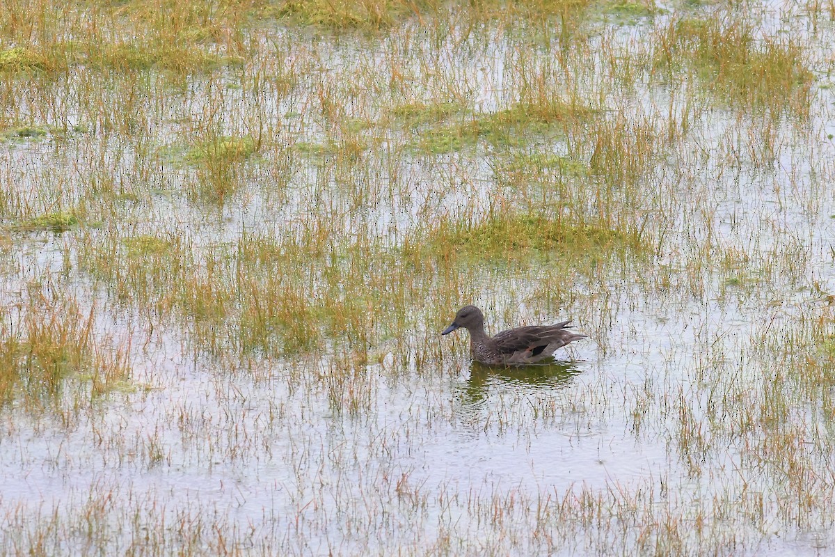 Andean Teal (Merida) - ML465799301