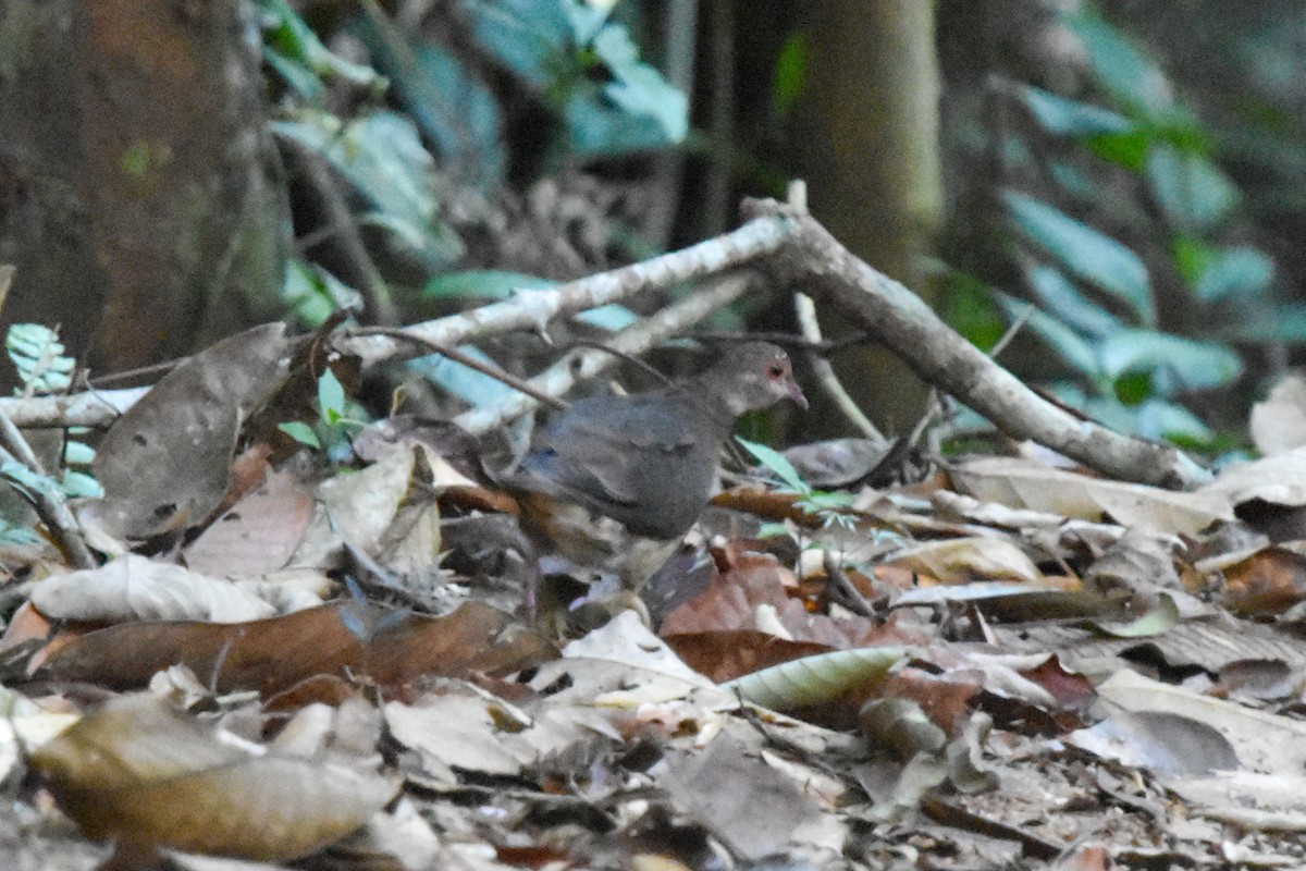 Ruddy Quail-Dove - ML465800381