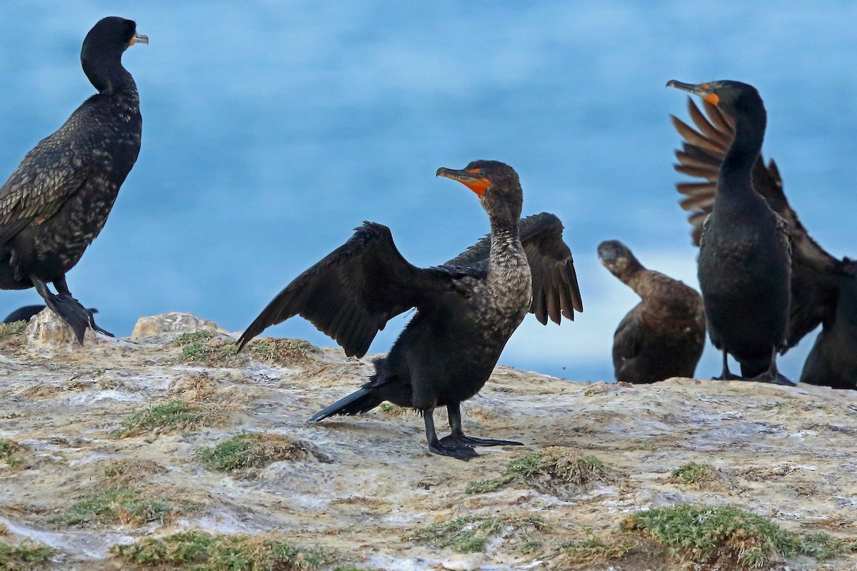 Double-crested Cormorant - Nigel Voaden