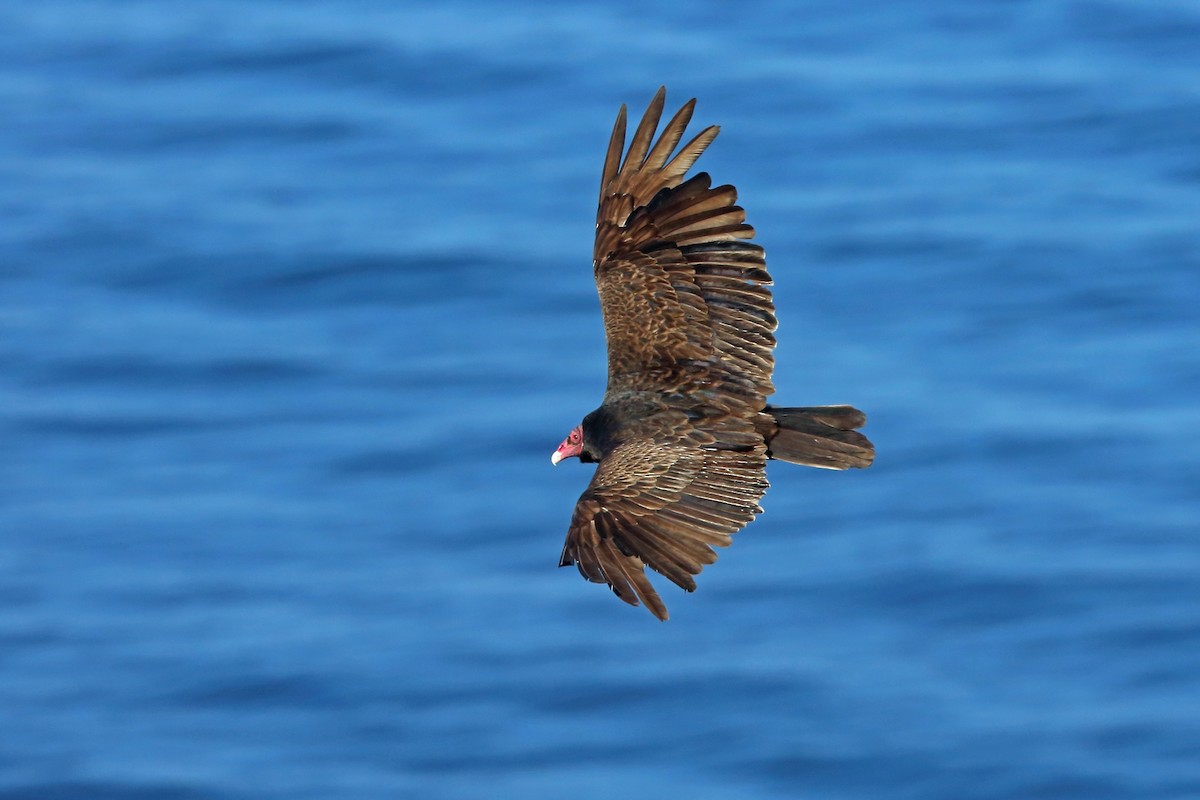 Turkey Vulture - Nigel Voaden
