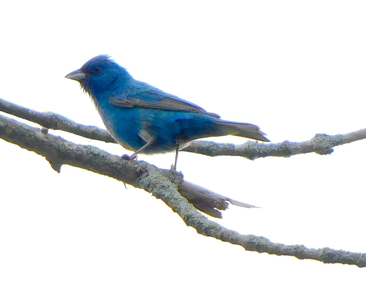 Indigo Bunting - Lee Gray