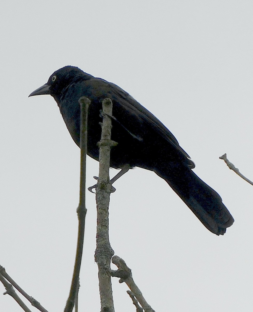 Common Grackle - Lee Gray