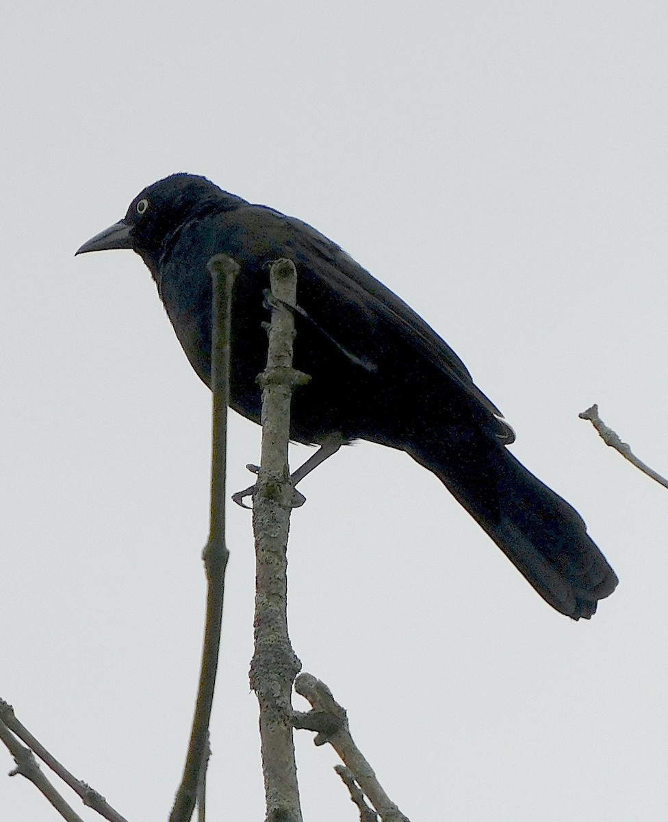 Common Grackle - ML465801531