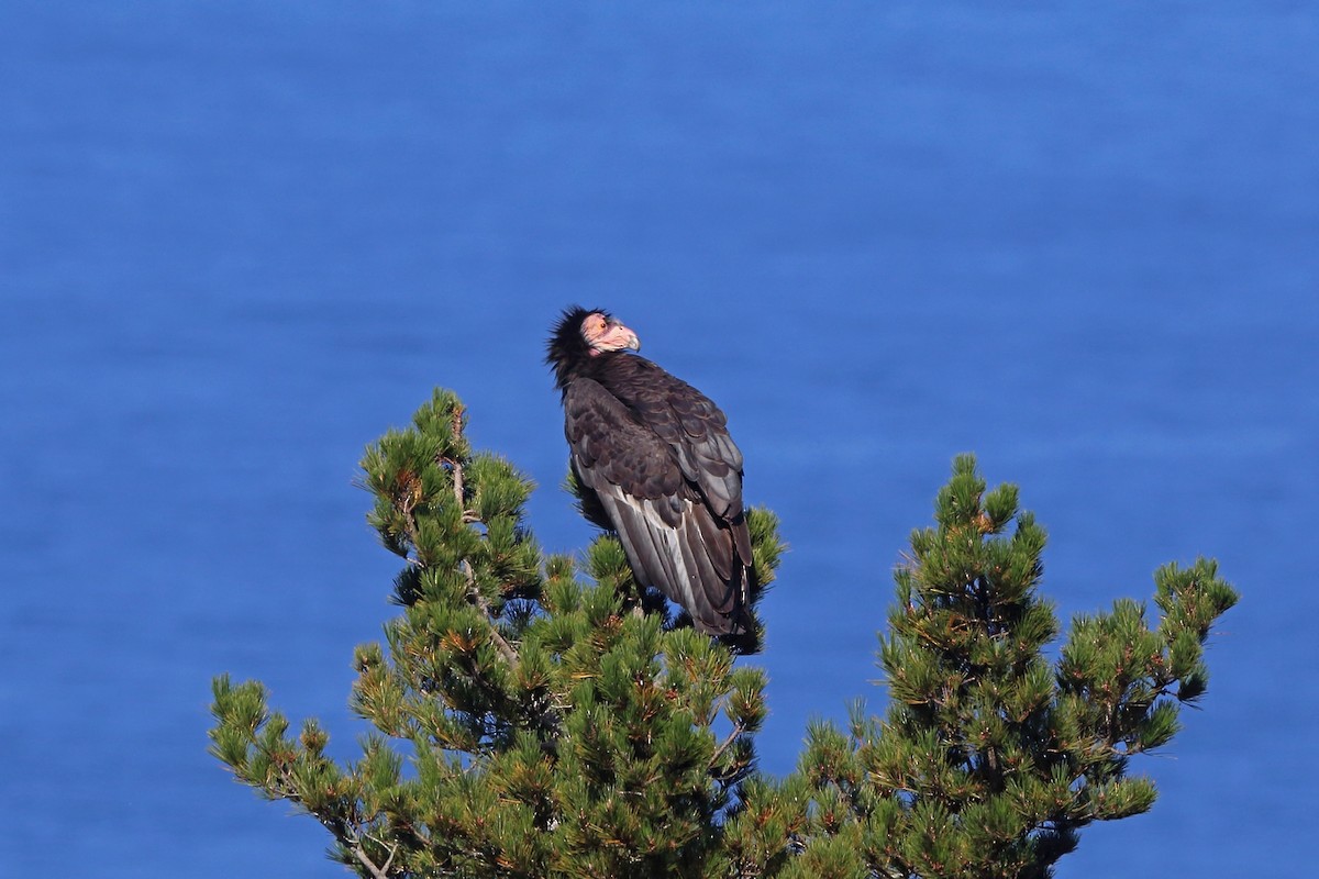 Condor de Californie - ML46580171