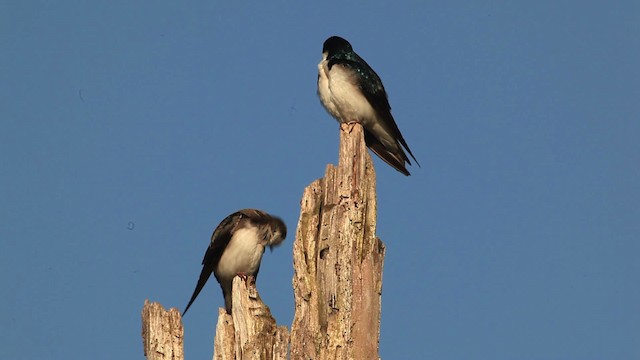 Tree Swallow - ML465802