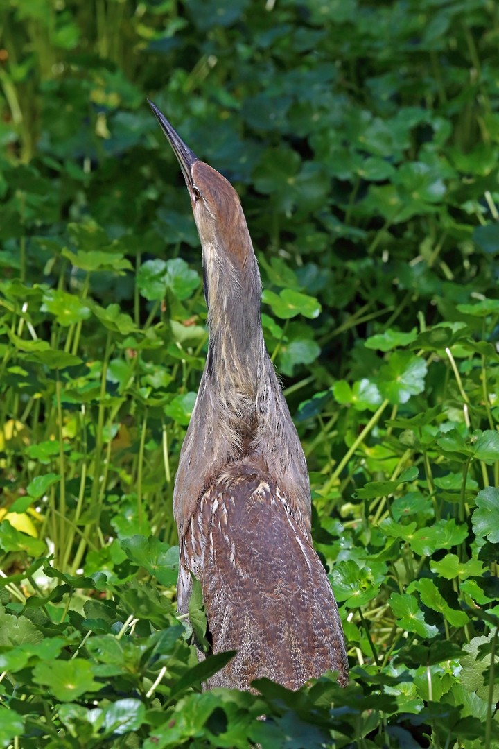 American Bittern - ML46580281