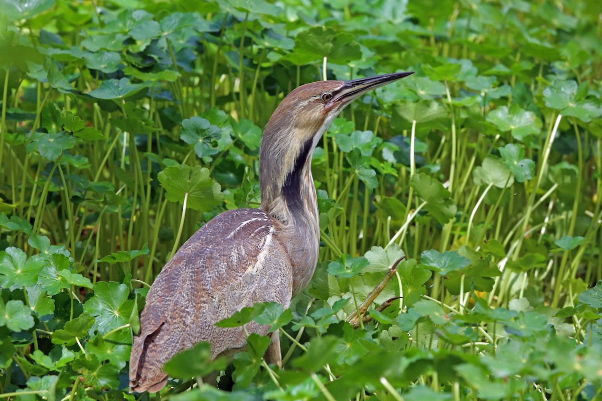 American Bittern - ML46580291