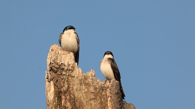 Hirondelle bicolore - ML465803