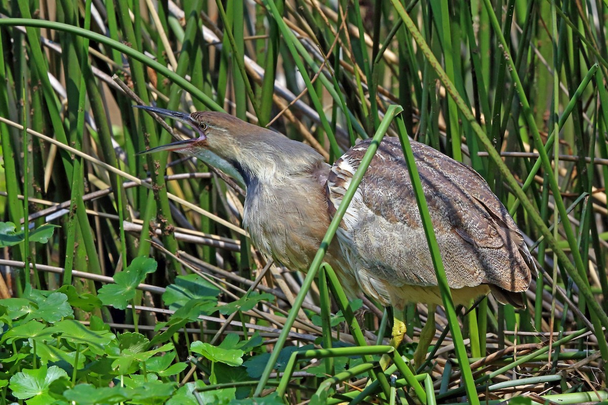 American Bittern - ML46580321