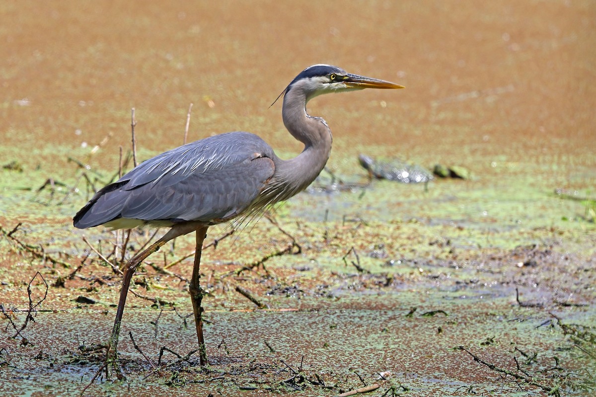 Great Blue Heron (Great Blue) - Nigel Voaden