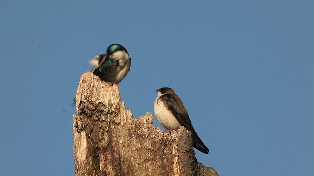 Tree Swallow - ML465804
