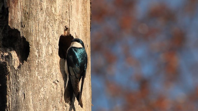 Hirondelle bicolore - ML465805