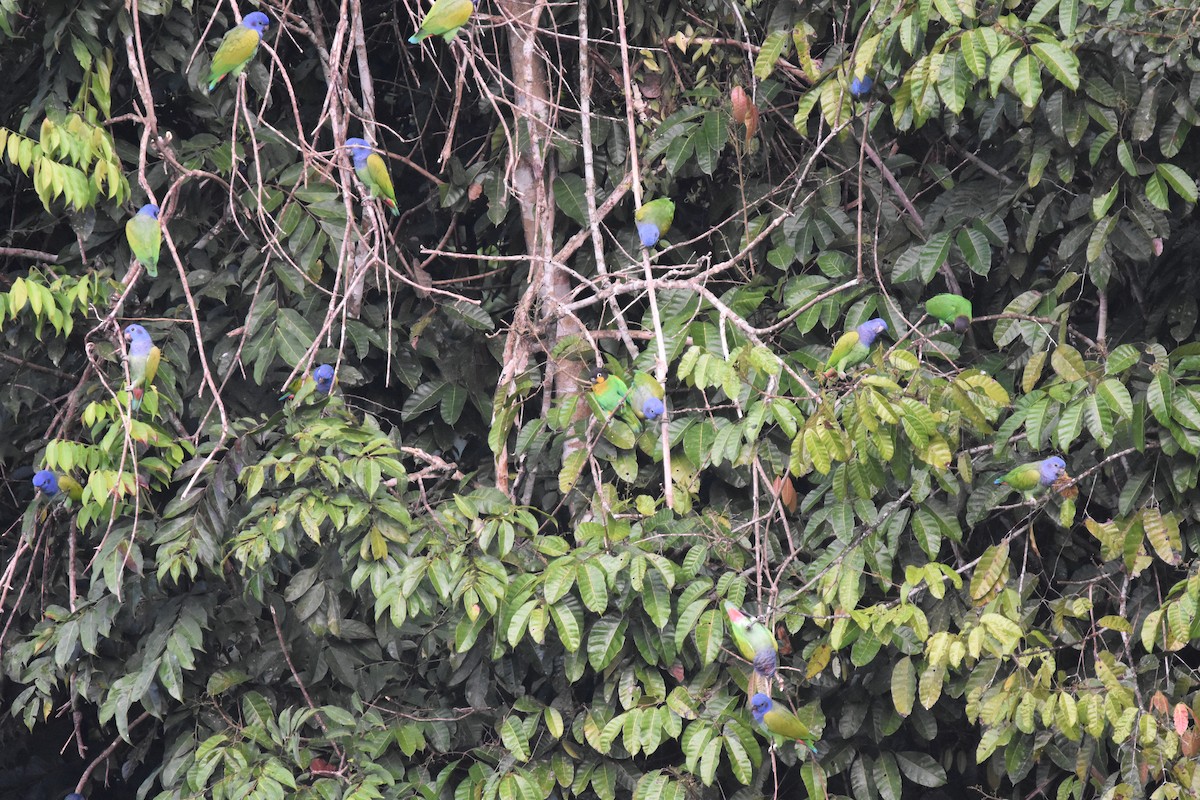 Mavi Başlı Papağan (menstruus/rubrigularis) - ML465806671